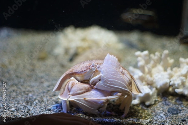 Obraz 美しい海に生息するカラッパという名前の蟹