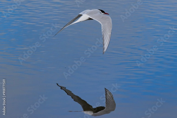Obraz tern reflection