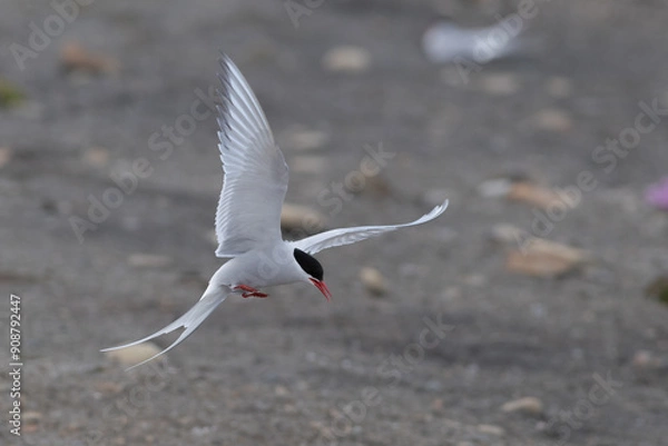 Obraz landing tern