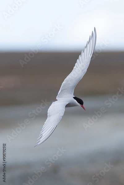 Obraz arctic tern in flight