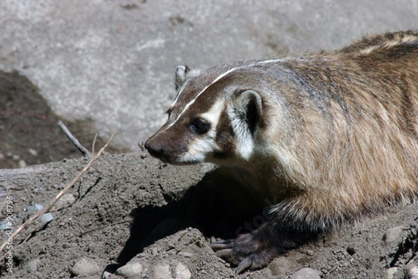 Fototapeta badger
