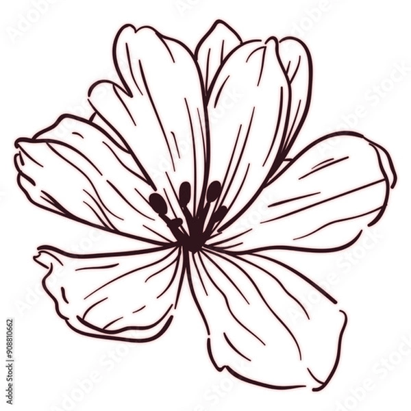 Obraz Delicate Black Line Lily Flower Drawing