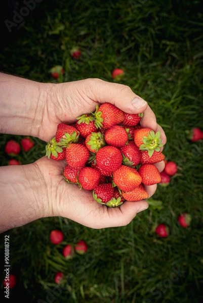 Obraz Fruits of summer: fresh strawberries in hands