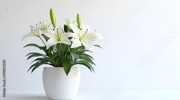 Fototapeta Beautiful White Lilies in a Small White Pot with a Minimalistic Background Perfect for Home Decor and Special Occasions