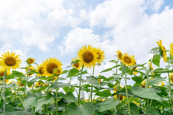 Obraz 夏の青空と、満開のひまわり