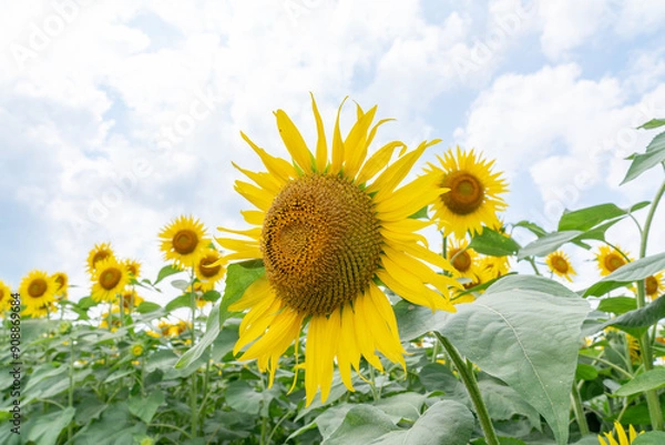 Fototapeta 夏の青空と、満開のひまわり