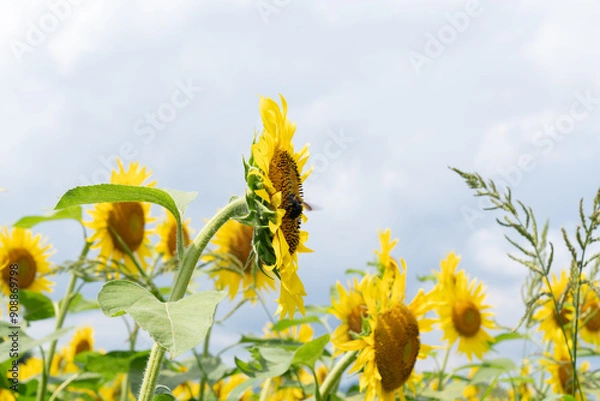 Obraz 夏の青空と、満開のひまわり