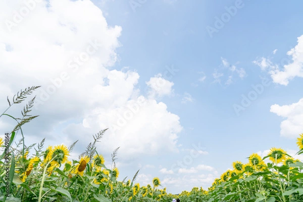 Fototapeta 夏の青空と、満開のひまわり