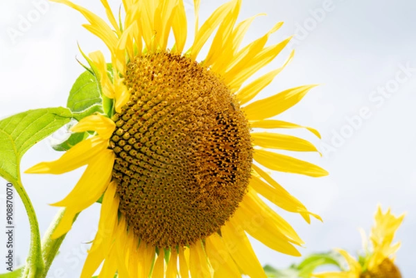 Fototapeta 夏の青空と、満開のひまわり