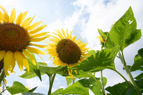 Fototapeta 夏の青空と、満開のひまわり