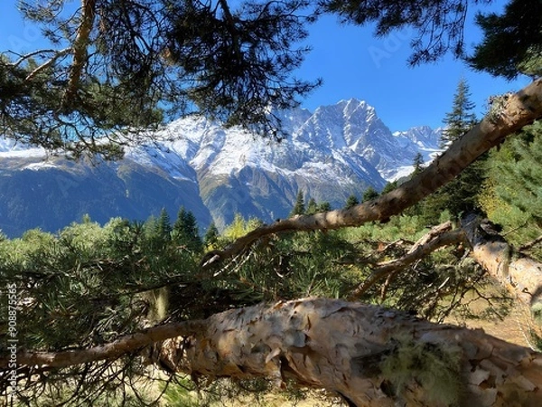 Fototapeta trees in the mountains