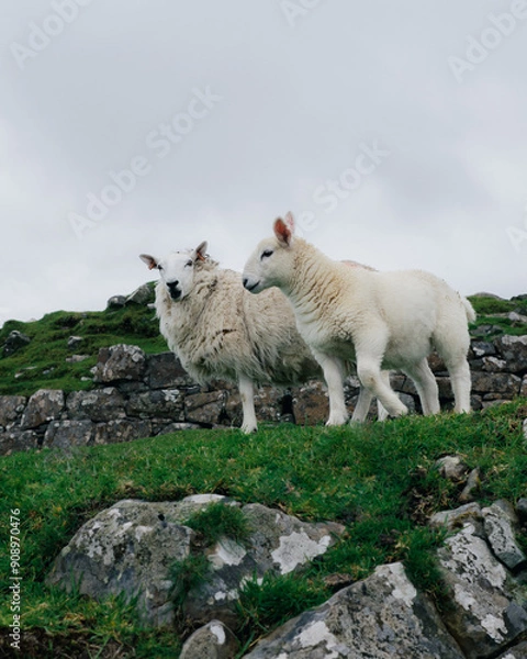 Obraz Sheeps in Scottland - Broch Dun Beag