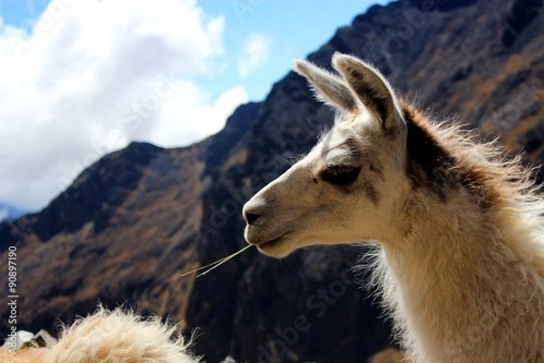 Obraz lama
