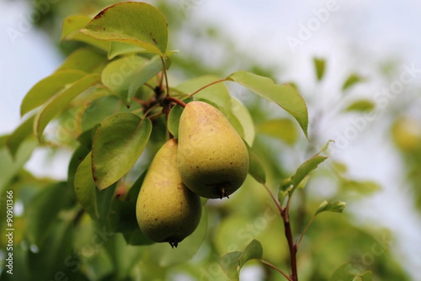 Fototapeta Harvest pears on the tree
