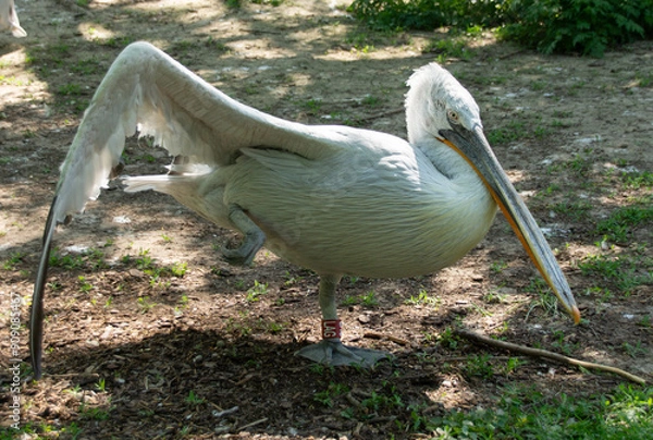 Obraz Pelikan schlägt mit seinen Flügeln