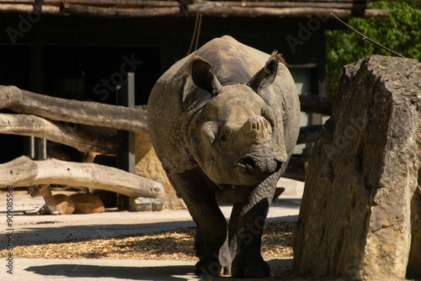 Obraz Nashorn in einem Gehege