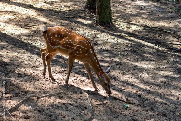 Obraz deer in the woods