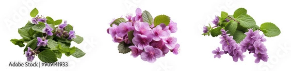 Fototapeta Set of patchouli flowers. Isolated on a transparent background.
