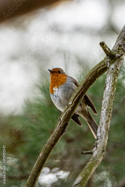 Fototapeta close up of a robin sitting on a branch