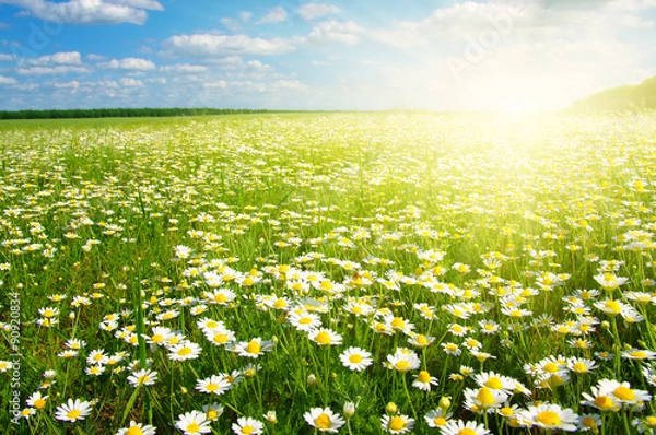 Obraz  daisy flowers