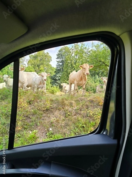 Obraz dog in the car