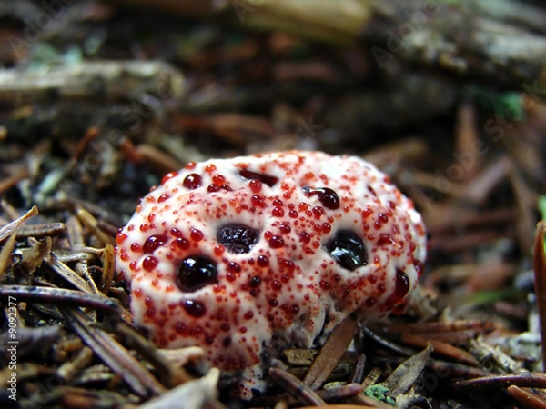 Fototapeta Grzyb krwawiącego zęba