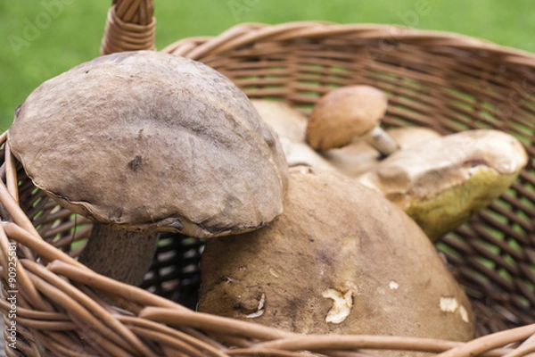 Obraz Грибы в корзине