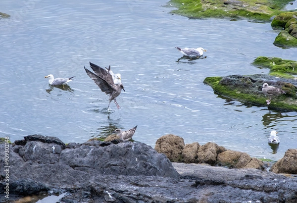Obraz birds on the rocks