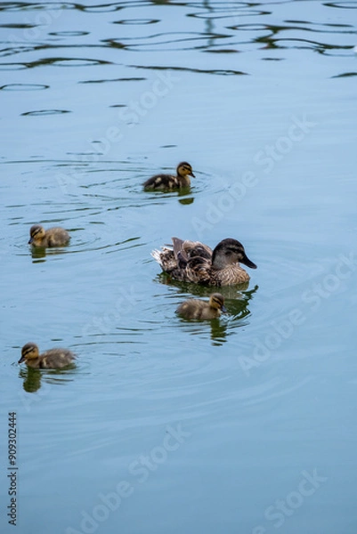 Obraz duck and ducklings