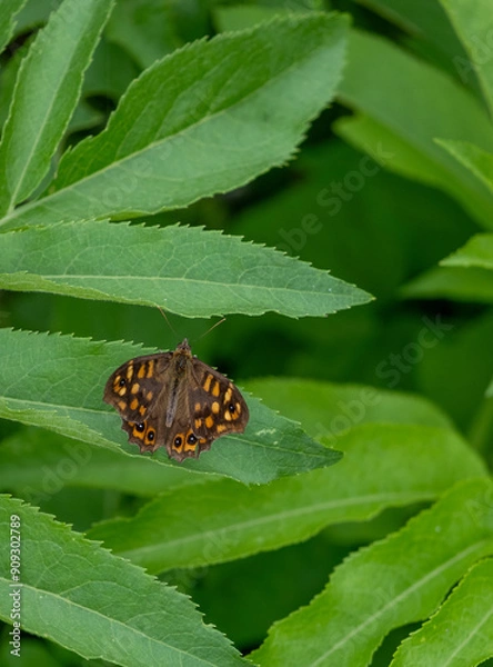 Obraz butterfly on leaf
