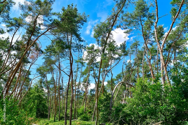 Fototapeta A beautiful forest with tall trees and a bright blue sky