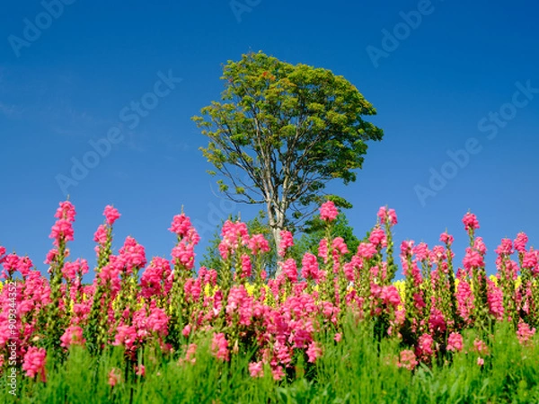 Obraz 広大な花畑