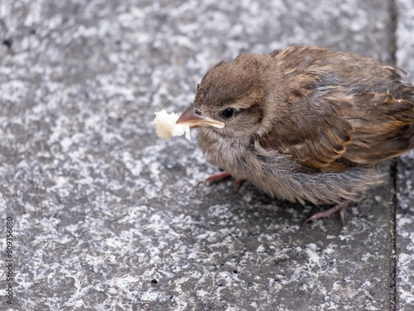 Obraz Young sparrow eating bread.