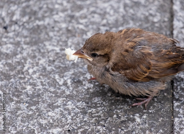 Obraz sparrow close up
