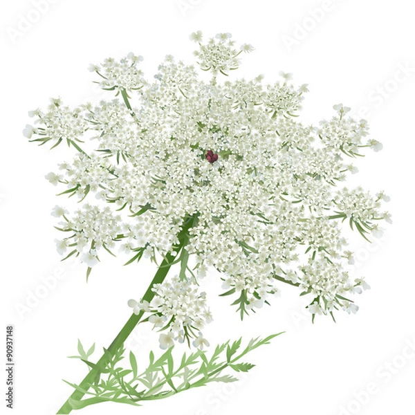 Fototapeta Queen Anne's Lace.
Hand drawn vector illustration of a Wild Carrot Flower or Queen Anne's lace on white background.
