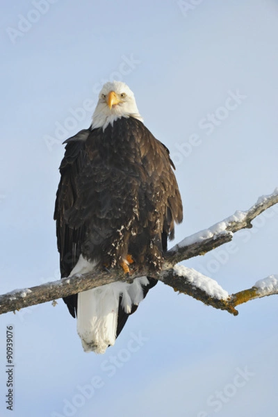 Obraz A bald eagle (Haliaeetus leucocephalus)
