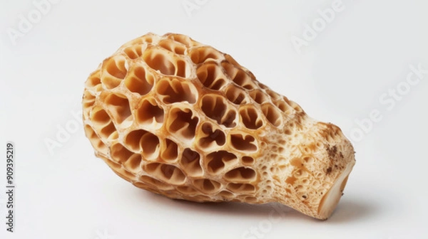 Fototapeta A whole morel mushroom isolated on white