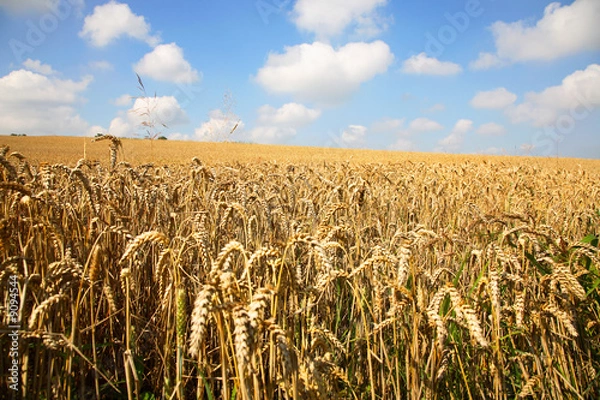 Obraz Pole pszenicy