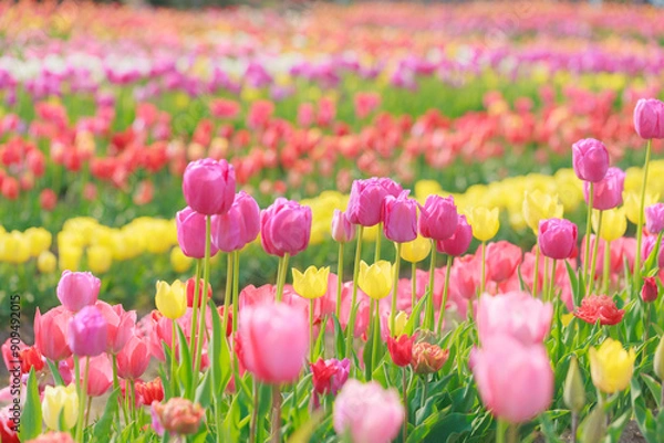 Obraz チューリップ畑