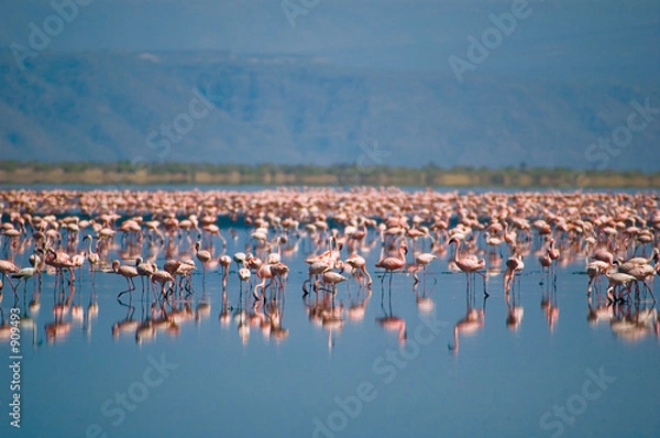 Obraz flamingi z natronu