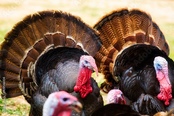 Obraz Tom turkeys on a farm.