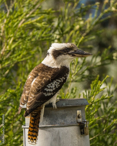 Fototapeta Kookaburra