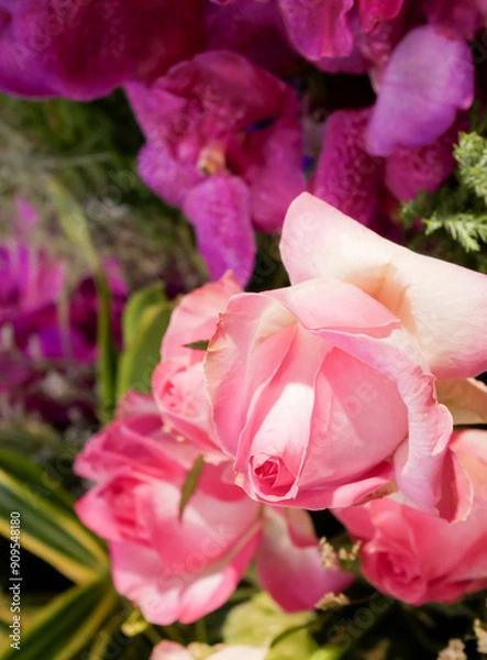 Fototapeta Closeup shot of pink rose in bloom.