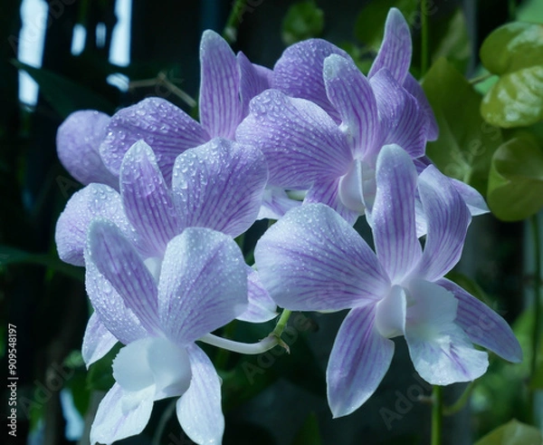 Fototapeta Beauty Full bloom purple Dendrobium orchid flower in summertime.