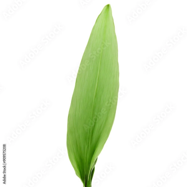 Fototapeta Orchid Leaf long green leaf with parallel veins and a smooth texture standing upright Dactylorhiza