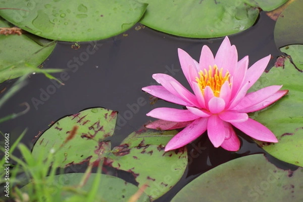 Fototapeta 池に浮かぶピンク色のスイレンの花