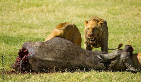 Fototapeta fresh kill