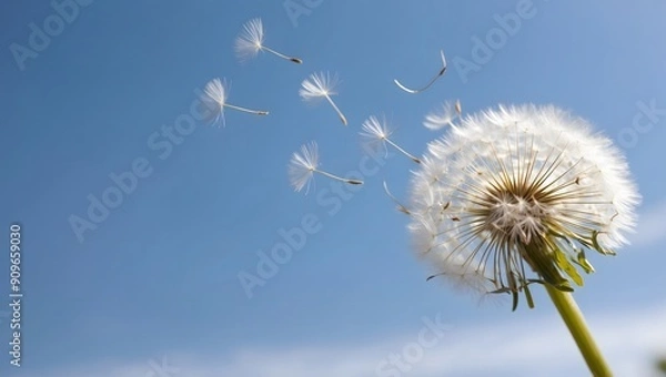 Fototapeta Dandelion with seeds blowing away in the wind across a clear blue sky with copy space. Ai Generative.