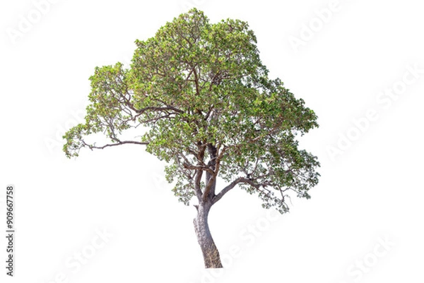 Fototapeta Tree isolated on white background