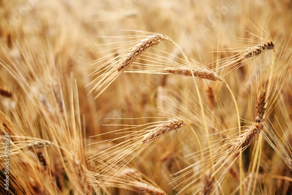 Obraz Ripe heads of Hard Red Wheat ready for harvest